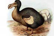 Il dodo 